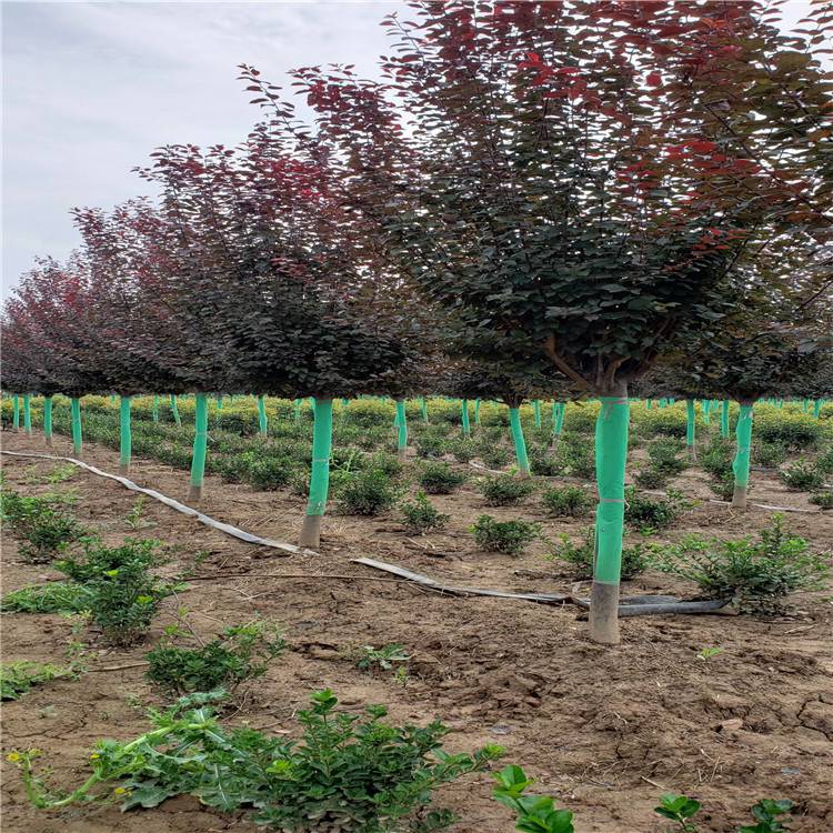 陜西周至紅葉李基地 精品紫葉李種植與批發(fā)一站式服務