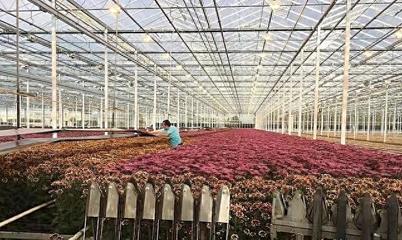 從苗圃到金庫 上海一鎮(zhèn)2億元年產值背后的園藝產業(yè)升級之路
