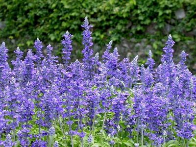 花都精品促銷 青州鼠尾草批發(fā)與小龍柏、扶芳藤種植基地產(chǎn)品介紹